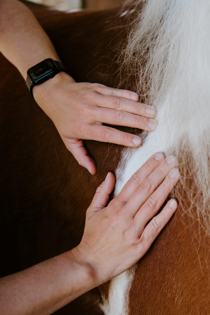 Tierphysiotherapie Physiotherapie Pferde Aachen Sarah Helen manuelle Lymphdrainage