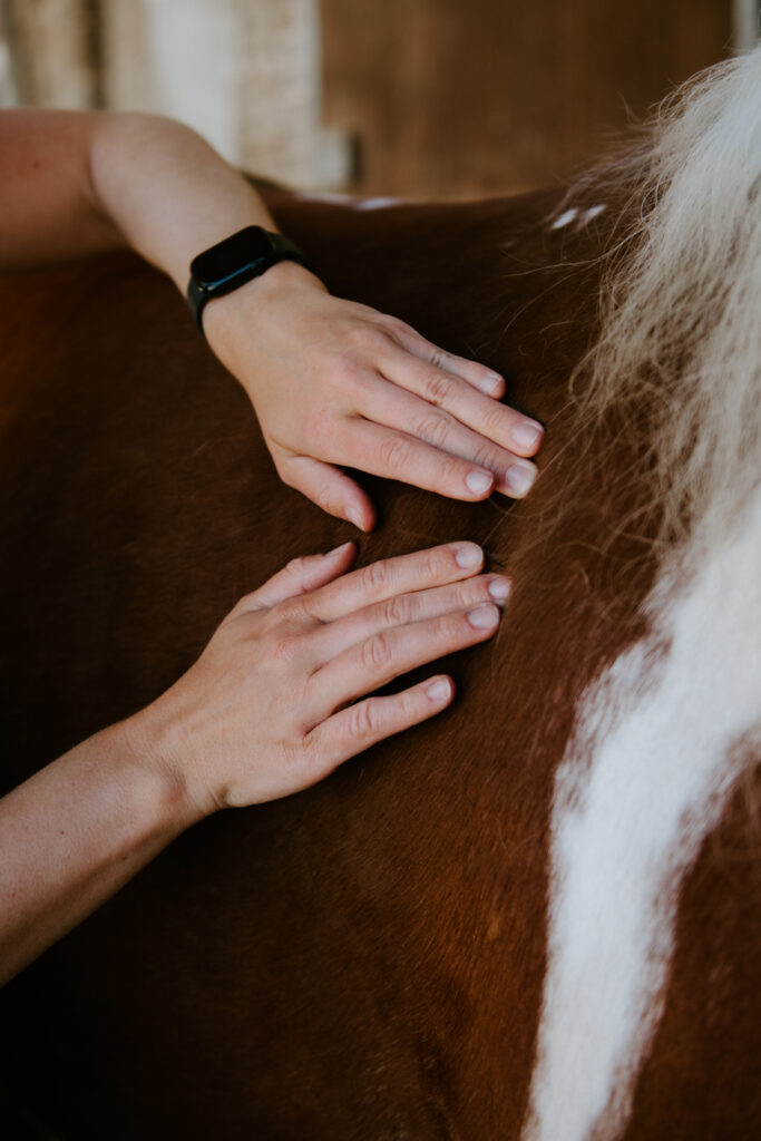 Tierphysiotherapie Physiotherapie Pferde Aachen Sarah Helen manuelle Therapie