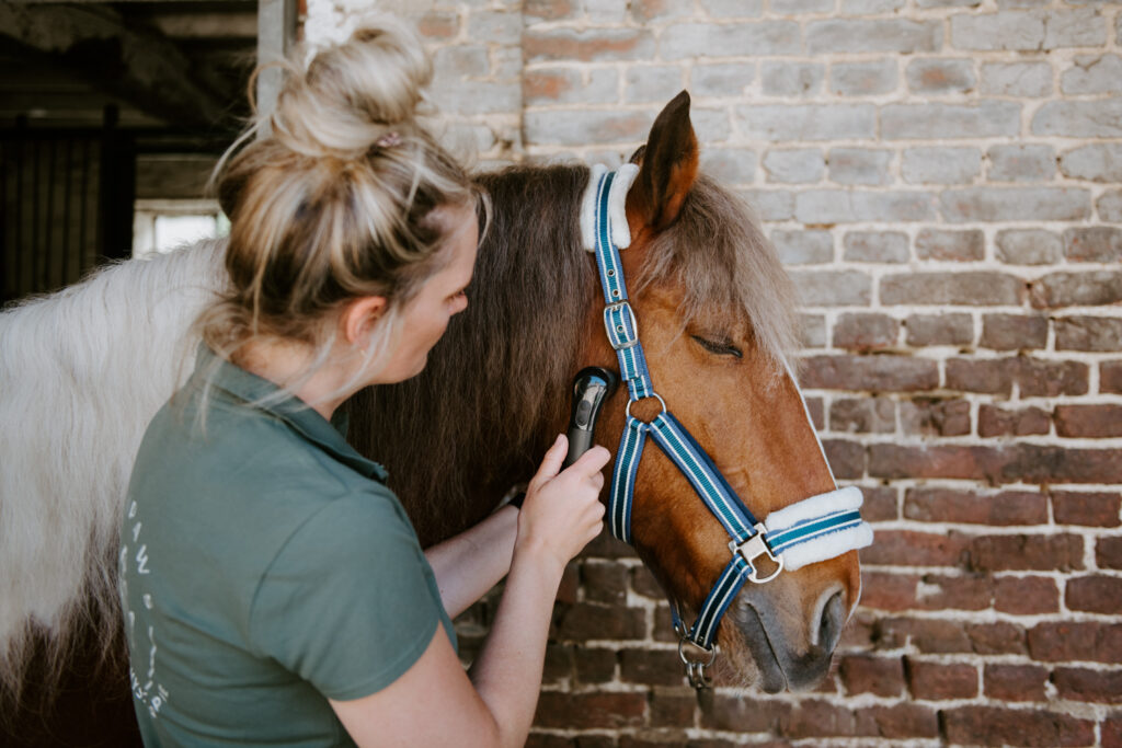 Tierphysiotherapie Physiotherapie Pferde Aachen Sarah Helen manuelle Therapie