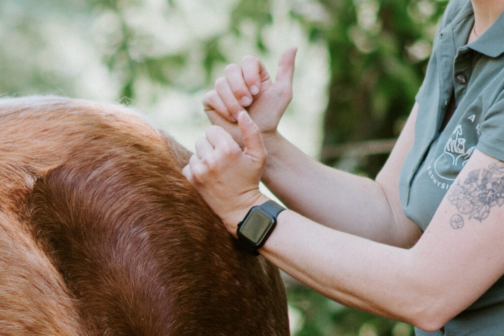 Tierphysiotherapie Physiotherapie Pferde Aachen Sarah Helen manuelle Therapie