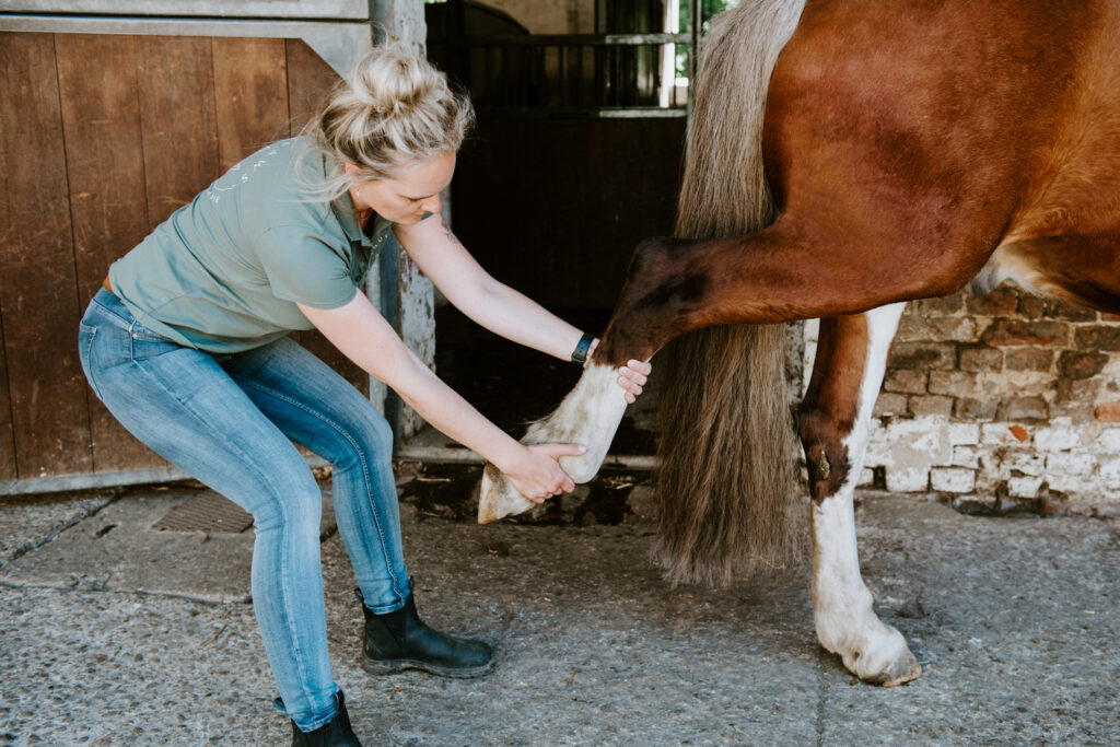 Tierphysiotherapie Physiotherapie Pferde Aachen Sarah Helen Aktive Therapie