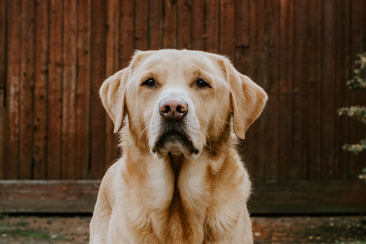 Hundephysiotherapie Baesweiler